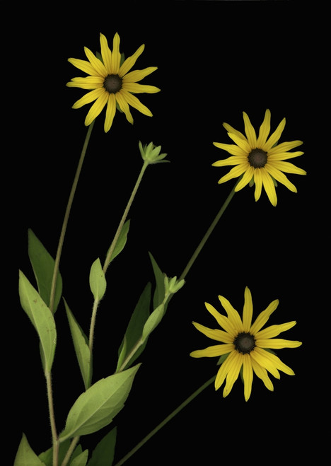 Three Yellow Flowers PosterPrint - Item # VARDPI1792904