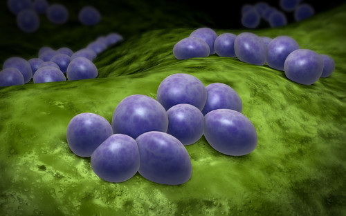 Microscopic view of staphylococcus Poster Print
