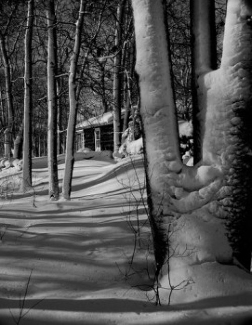 Snow in woods Poster Print