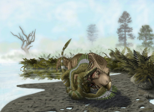 A Velociraptor mongoliensis attacks a Protoceratops andrewsi Poster Print - Item # VARPSTYPR600018P