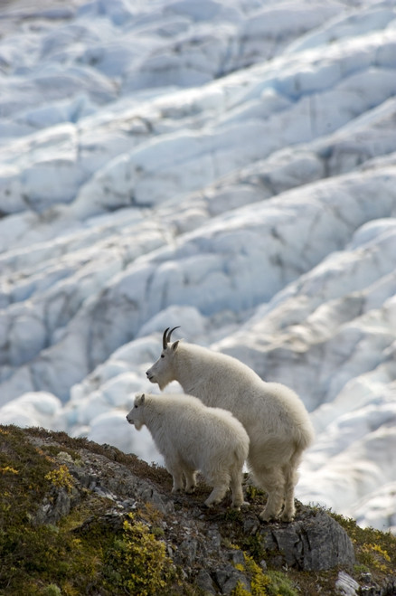 A Nanny Mountain Goat With A Young Kid Overlook A Glacier On The Kenai Peninsula, Southcentral Alaska PosterPrint - Item # VARDPI2100531