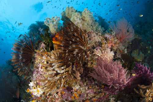 Colorful crinoids and soft corals adorn a reef in Raja Ampat, West Papua, Indonesia Poster Print - Item # VARPSTSJN400505U