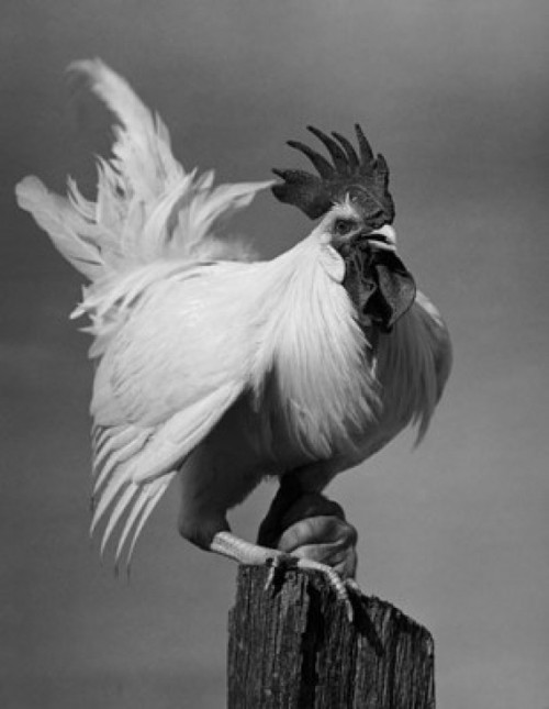 Rooster perching on a tree stump Poster Print