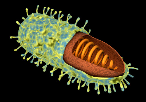 Conceptual image of rabies virus Poster Print - Item # VARPSTSTK700705H