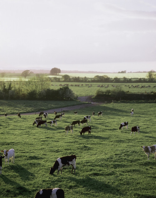 Friesian Bullocks, Ireland; Herd Of Cattle Grazing PosterPrint - Item # VARDPI1817663