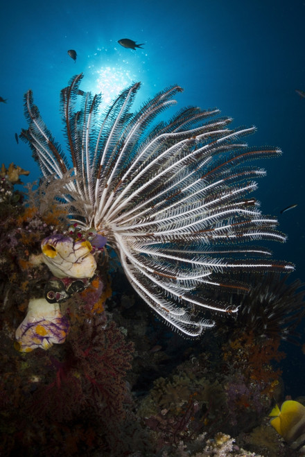 Crinoid in Raja Ampat, Indonesia Poster Print