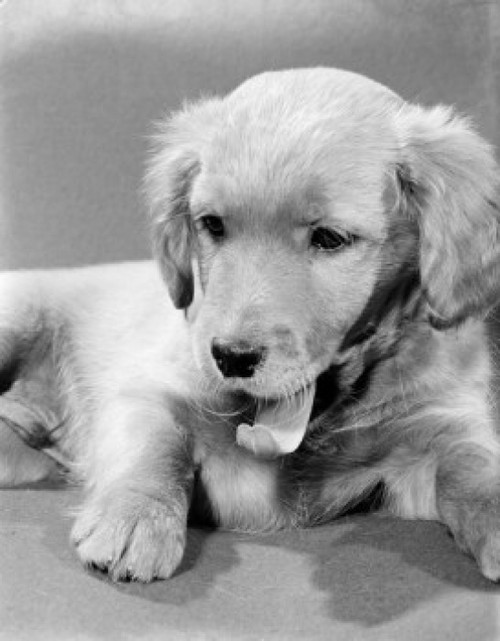 Cocker Spaniel puppy Poster Print