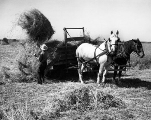 Farmer working in a field Poster Print - Item # VARSAL25530656