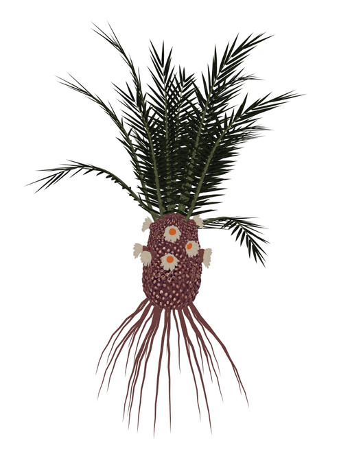 Cycadeoidea prehistoric plant, isolated on white background Poster Print - Item # VARPSTEDV600355P