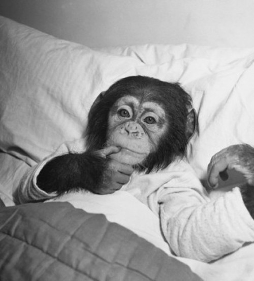 High angle view of a young chimpanzee lying on the bed Poster Print - Item # VARSAL9901559