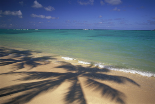 Beach Shoreline With Palm Tree Shadows, Calm Turquoise Ocean Horizon PosterPrint - Item # VARDPI2001074