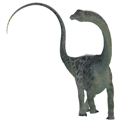 Diplodocus was a sauropod herbivorous dinosaur that lived during the Jurassic Period of North America Poster Print - Item # VARPSTCFR200353P