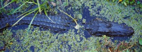 Alligator Swimming in a River  Florida Poster Print by Panoramic Images (33 x 12) - Item # PPI94259