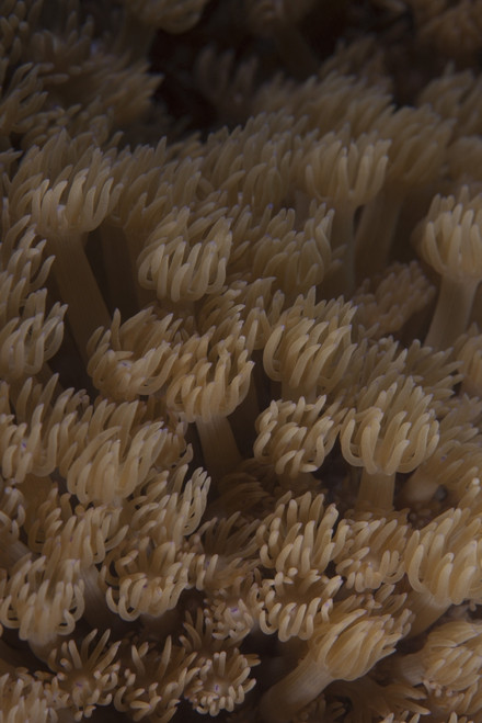 Coral polyps feeding, Beqa Lagoon, Fiji Poster Print - Item # VARPSTTMO400571U