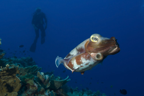 A Broadclub Cuttlefish with diver, Inglis Shoal, Kimbe Bay, Papua New Guinea Poster Print - Item # VARPSTSJN400130U
