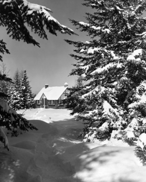 Snow covered trees in front of a house Poster Print - Item # VARSAL25532059