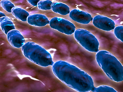 Microscopic view of bacterial pneumonia. Bacterial pneumonia is a type of pneumonia caused by bacterial infection. Pneumonia can be generally defined as inflammation of the lung parenchyma Poster Print