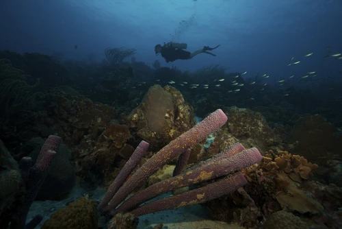 Scuba diver swimming underwater amongst large pipe sponges, Bonaire, Caribbean Netherlands. Poster Print - Item # VARPSTTMO400006U