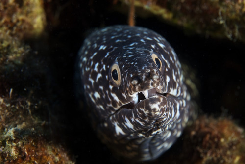 Spotted Moray Eel in its hole, Bonaire, Caribbean Netherlands Poster Print - Item # VARPSTTMO400164U