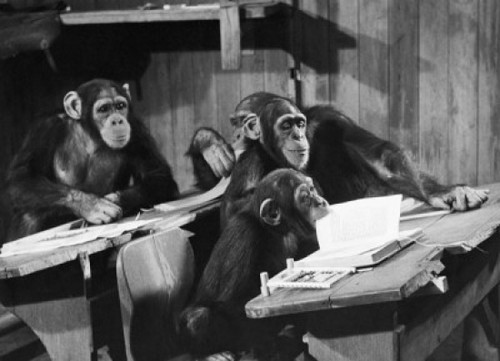 Four chimpanzees sitting in a classroom Poster Print - Item # VARSAL9901564B