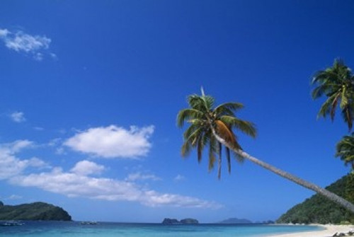 Tropical beach with coconut palms  Cocos nucifera Poster Print by Panoramic Images (24 x 17) - Item # PPI124222