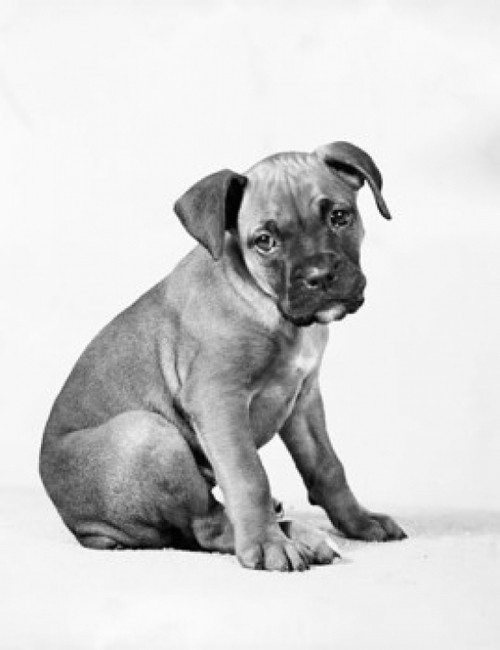 Boxer puppy sitting Poster Print