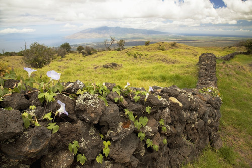 Hawaii, Maui, Kula, A stone wall lines a country road. PosterPrint - Item # VARDPI2116476