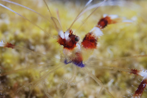 Banded Cleaner Shrimp, Bonaire, Caribbean Netherlands Poster Print