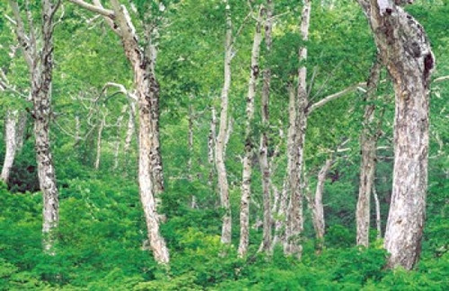 Lush Forest Poster Print by Panoramic Images (36 x 24) - Item # PPI137041