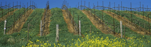 Mustard and vine crop in the vineyard, Napa Valley, Napa County, California, USA Poster Print - Item # VARPPI68749