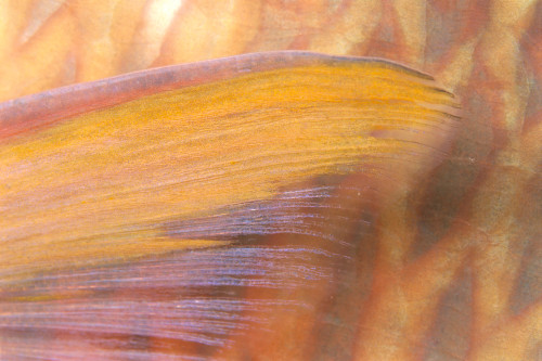 Fiji, Close-Up Detail Of Pectoral Fin, Female Parrotfish (Scarus Dimidiatus) At Night PosterPrint - Item # VARDPI2003330