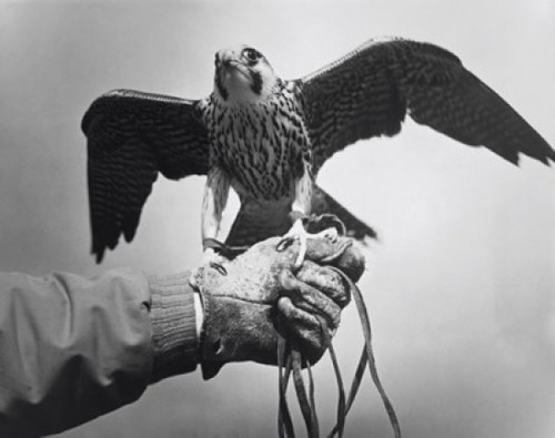 Falcon perching on a person's hand Poster Print - Item # VARSAL25530313