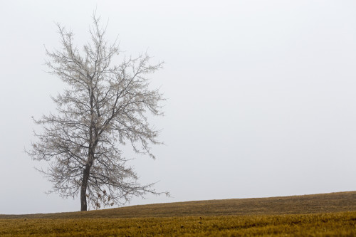 Single tree on a foggy hillside; Calgary, Alberta, Canada PosterPrint - Item # VARDPI12277125