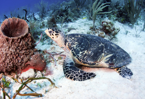 An injured Hawksbill Turtle in Caribbean Sea, Mexico Poster Print - Item # VARPSTKWD400062U