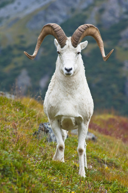 Close Up Of A Large Dall Sheep Ram Standing On Fall Tundra Near Savage River Valley In Denali National Park And Preserve, Interior Alaska, Autumn PosterPrint - Item # VARDPI2094384