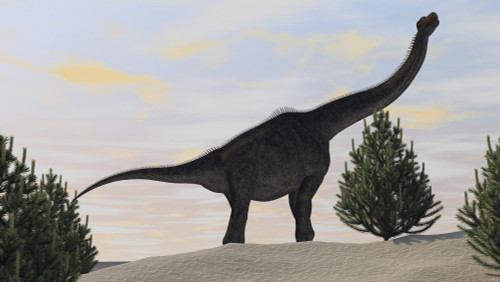 Large Brachiosaurus amongst pine trees Poster Print - Item # VARPSTKVA600256P
