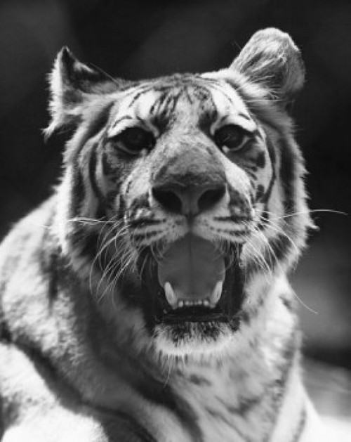 Close-up of a tiger snarling Poster Print - Item # VARSAL25532130