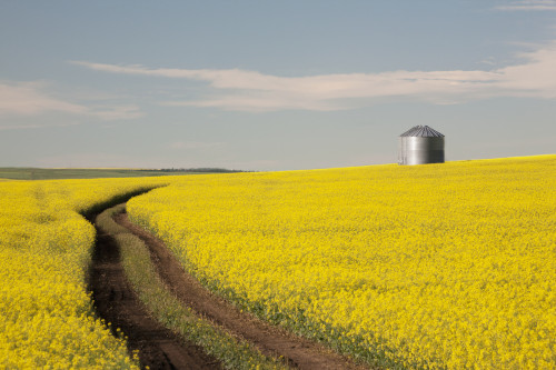 Flowering Canola With Grain Bins In The Background And Tractor Tracks In The Field; Alberta, Canada PosterPrint - Item # VARDPI2000544