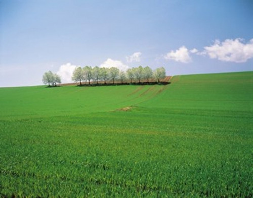Trees lined in crop field with sky and clouds in background Poster Print by Panoramic Images (24 x 19) - Item # PPI136951