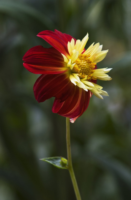 Dahlia in bloom; Astoria, Oregon, United States of America PosterPrint - Item # VARDPI2385027