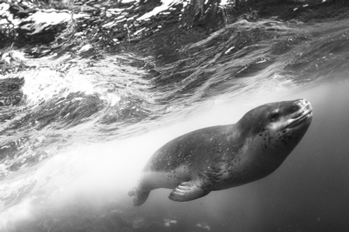 A close encounter with a leopard seal, Astrolabe Island, Antarctica Poster Print - Item # VARPSTSJN400597U