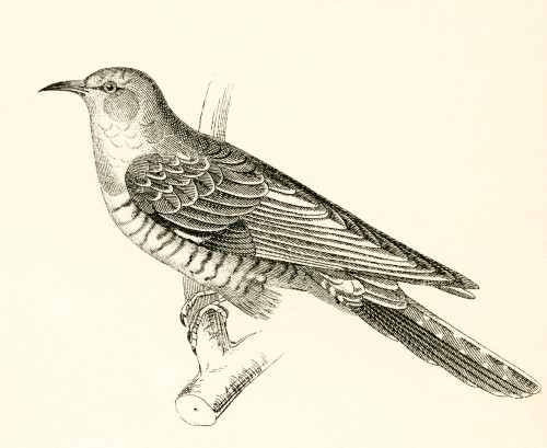 The Common Cuckoo, Cuculus canorus. From The National Encyclopaedia, published c.1890. PosterPrint - Item # VARDPI2430427