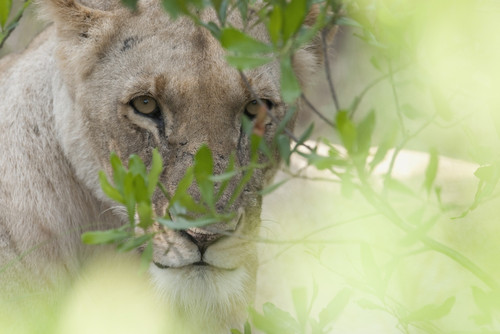 Lioness, Kenya, Africa PosterPrint - Item # VARDPI1865838