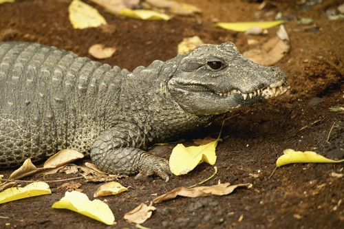 A miniature crocodile at the Calgary Zoo; Calgary, Alberta, Canada PosterPrint - Item # VARDPI12257207