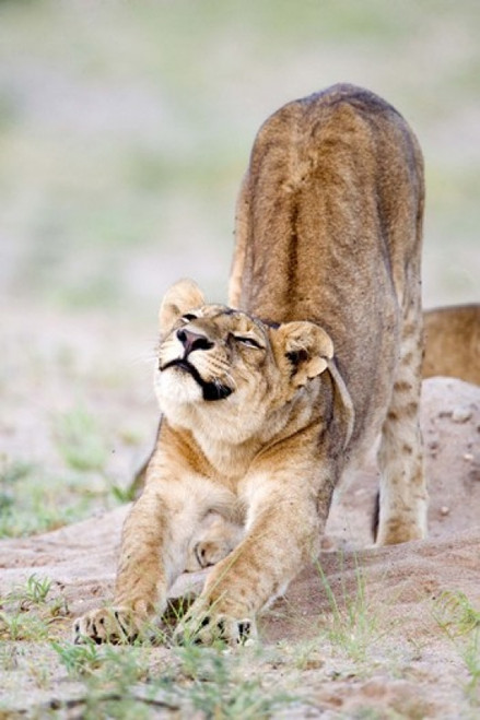 Lioness (Panthera leo) stretching in a forest  Tarangire National Park  Tanzania Poster Print by Panoramic Images (16 x 24) - Item # PPI119415