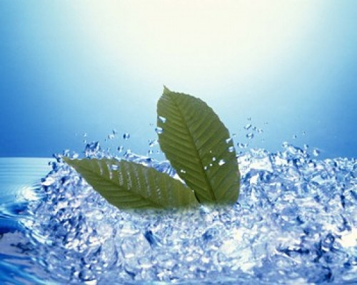 Two green leaves in bubbling water Poster Print by Panoramic Images (16 x 13) - Item # PPI118171