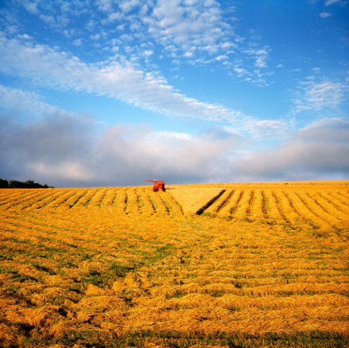 Combine Harvesting, Wheat, Ireland PosterPrint - Item # VARDPI1813639