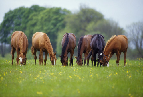 Thoroughbred Horse, Ireland PosterPrint - Item # VARDPI1812567