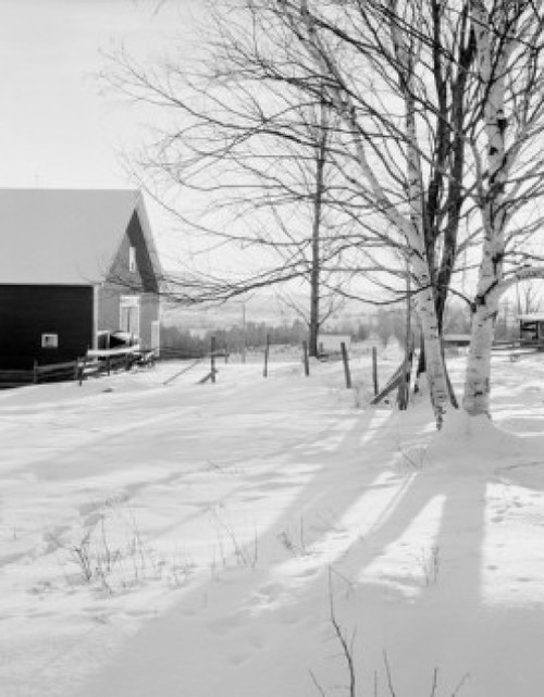 USA  birch trees and shadows with barn Poster Print - Item # VARSAL255424065