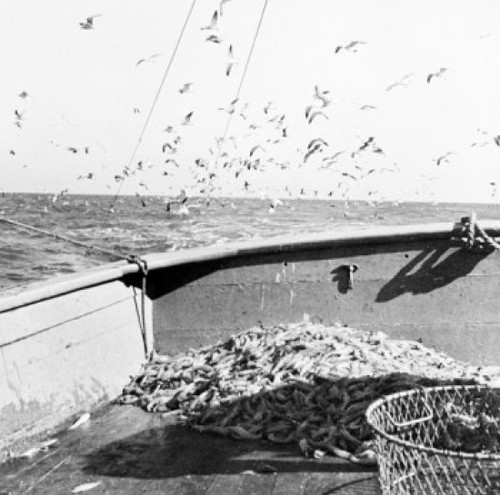 Sea gulls flying over shrimp on boat Poster Print - Item # VARSAL255424101